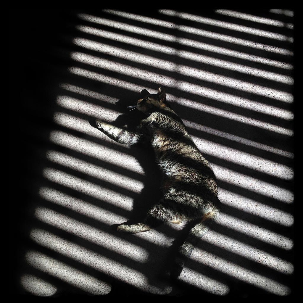 A.S. Ashley's sunbathing cat.